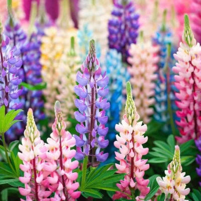 pixie delight flower seeds