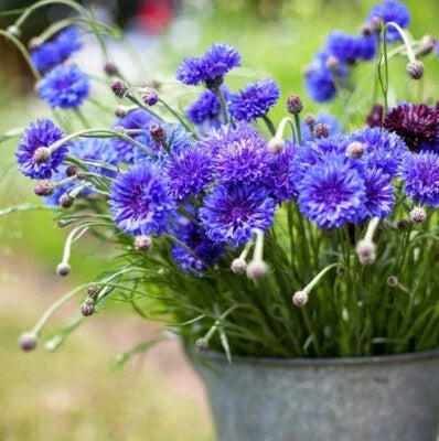 blue button flower seeds