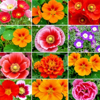 wildflowers autumn flower seeds