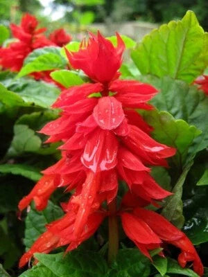 Red Green Improved Mojave Salvia Seeds for Planting