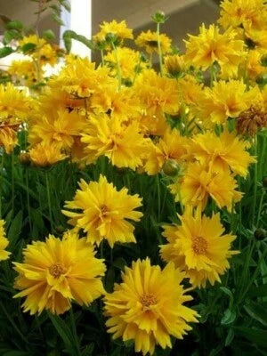 Sunray Coreopsis Seeds for Planting