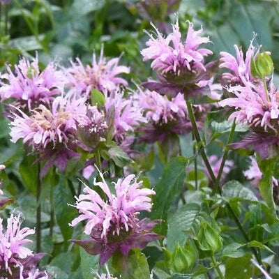 Wild Bergamot Bee Balm Seeds for Planting