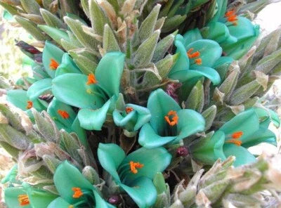 blue pineappple flower seeds