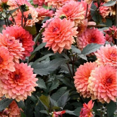 dahlia for flower seeds