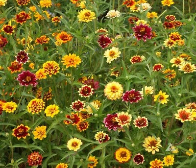 persian carpet flower seeds