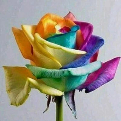 rainbow rose flower seeds