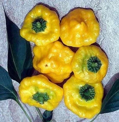 yellow pepper flower seeds