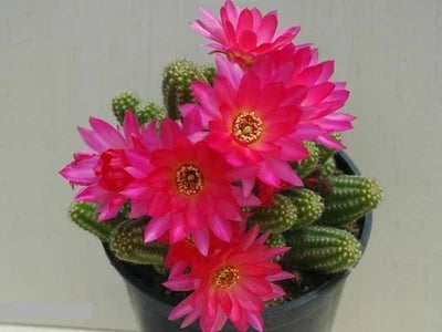 Violet Peanut Cactus Seeds for Planting