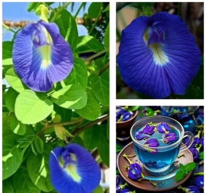 butterfly pea flower seeds