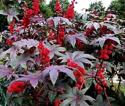 red impala flower seeds