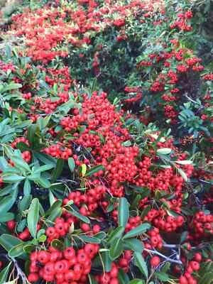Pyracantha Firethorn Seeds for Planting