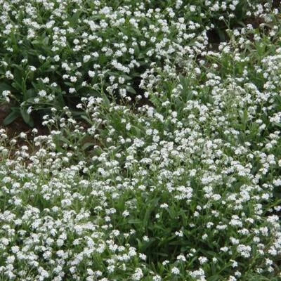 white forget flower seeds