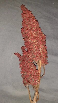 Staghorn Sumac Seeds for Planting