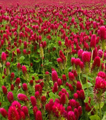 crimson clover flower seeds