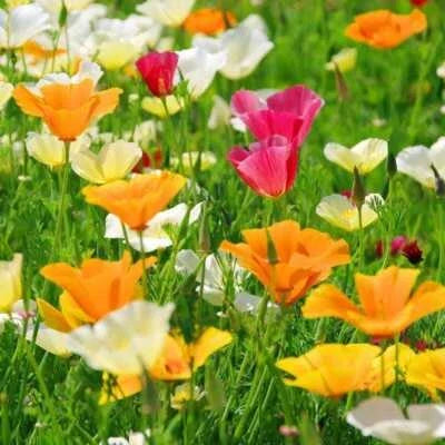 california poppy flower seeds