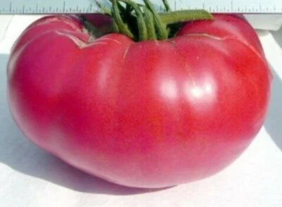 Pink Mennonite Tiffen Beefsteak Tomato Seeds for Planting
