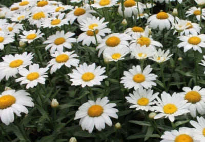 Alaska Shasta Daisy Seeds for Planting
