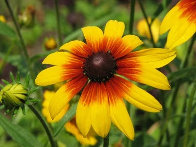 Gloriosa Daisy (Rudbeckia hirta) Seeds for Planting