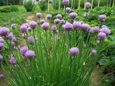 Organic Chive Herb Seeds for Planting