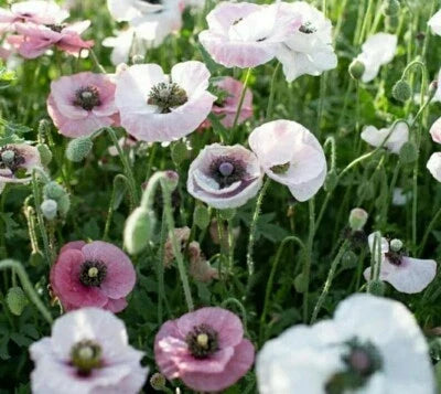 Pink White Poppy Mix Seeds for Planting