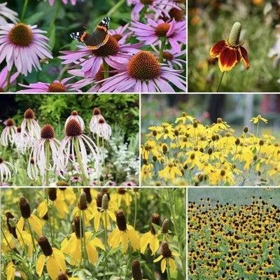 coneflower conehead flower seeds
