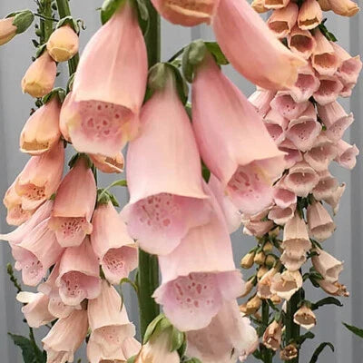 Apricot Beauty Foxglove Seeds for Planting