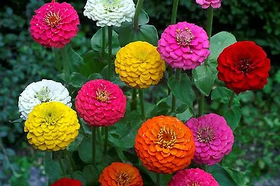 Lilliput Mix Zinnia Seeds for Planting