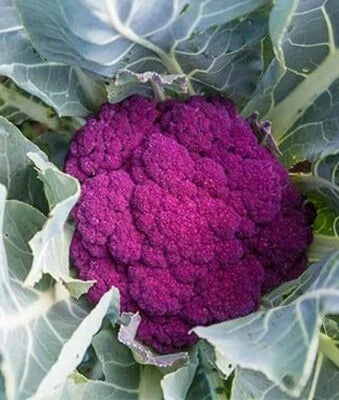 purple cauliflower flower seeds