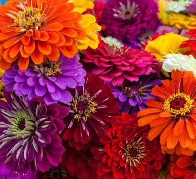 california giant flower seeds