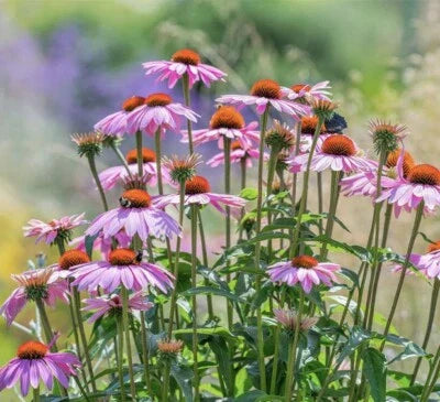 purple coneflower flower seeds