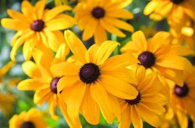 Black-Eyed Susan (Rudbeckia) Seeds for Planting