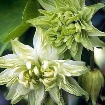 Green Frost Lime Columbine Seeds for Planting