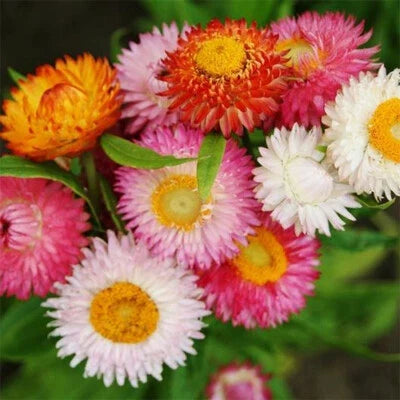 Swiss Giant Mix Strawflower Seeds for Planting