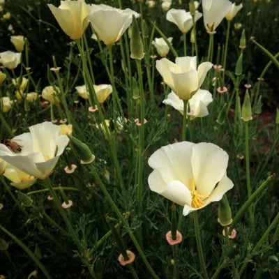 white linen flower seeds
