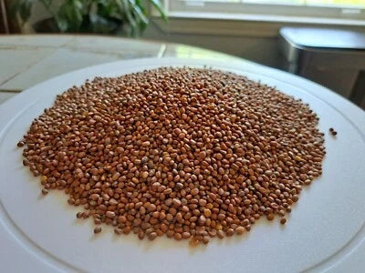 Daikon Radish Cover Crop Seeds for Planting