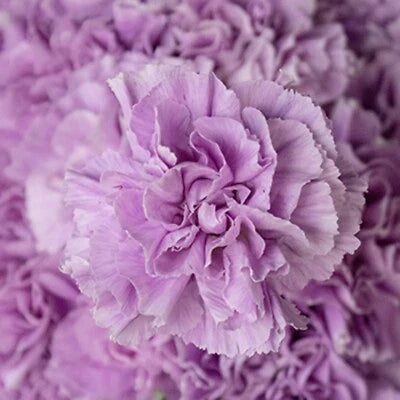 lavender carnation flower seeds