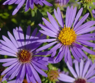 blue purple flower seeds