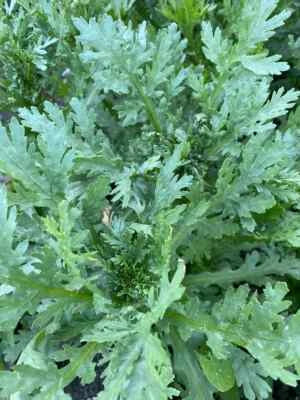 shungiku for flower seeds
