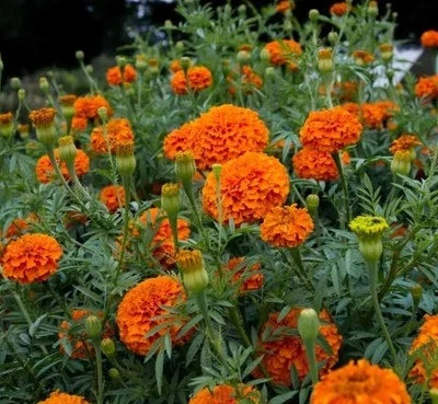 Orange Crackerjack Marigold Seeds for Planting – Organic, Heirloom, Non-GMO