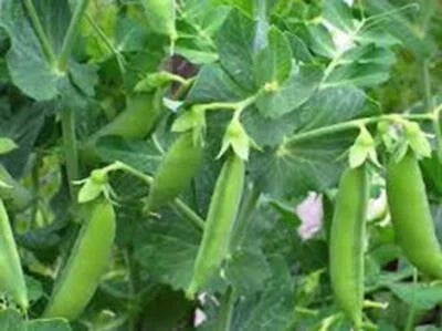 Sugar Snap Daddy Pea Seeds for Planting