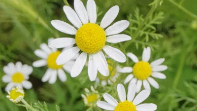 roman chamomile flower seeds