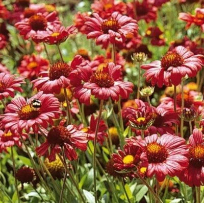 red blanket flower seeds