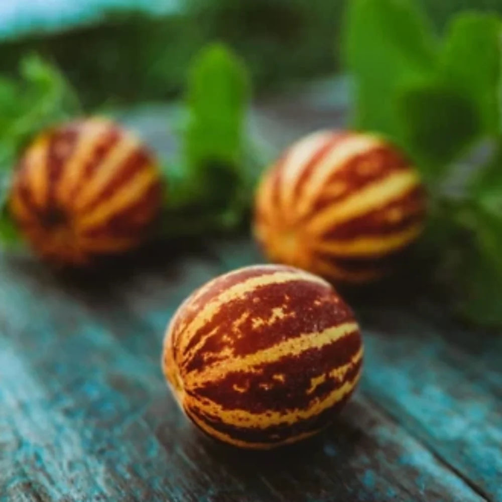 rich sweetness flower seeds