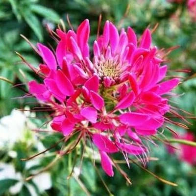 cleome cherry flower seeds
