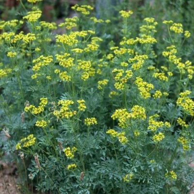 rue ruta flower seeds