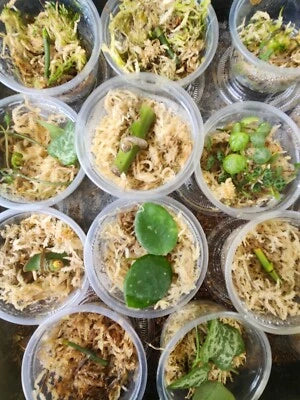 beginner propagation flower seeds