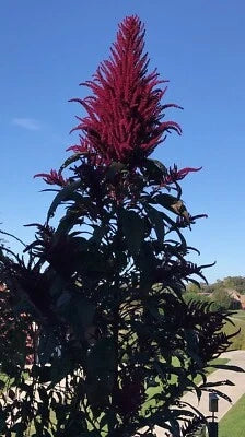 Red Opopeo Amaranth Seeds for Planting