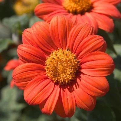 orange mexican flower seeds