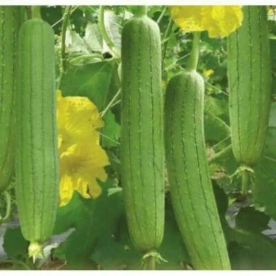 Smooth Luffa Gourd Seeds for Planting
