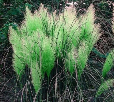 green pampas flower seeds